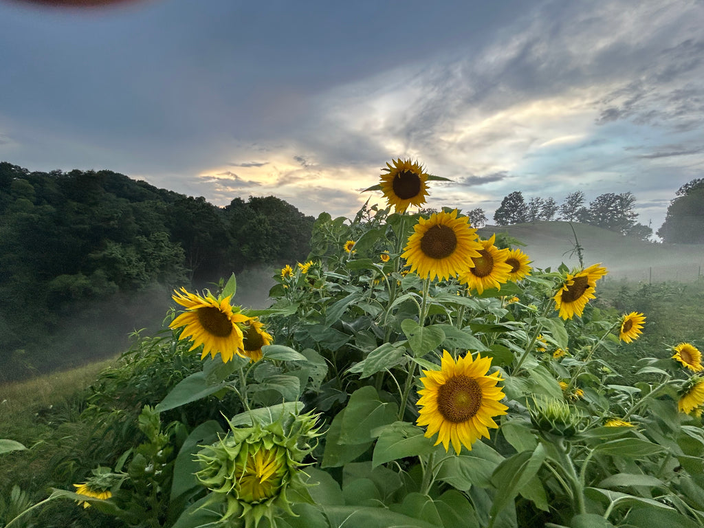 Golden Flower Tea