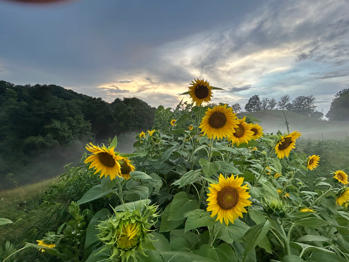 Golden Flower Tea