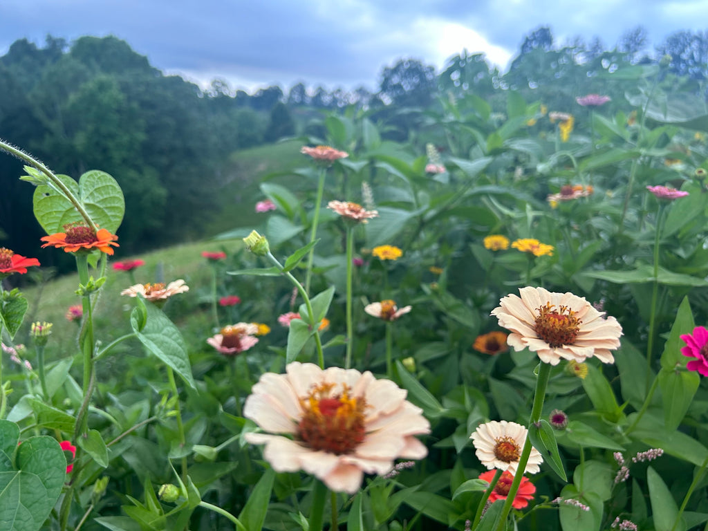 Garden Party Tea