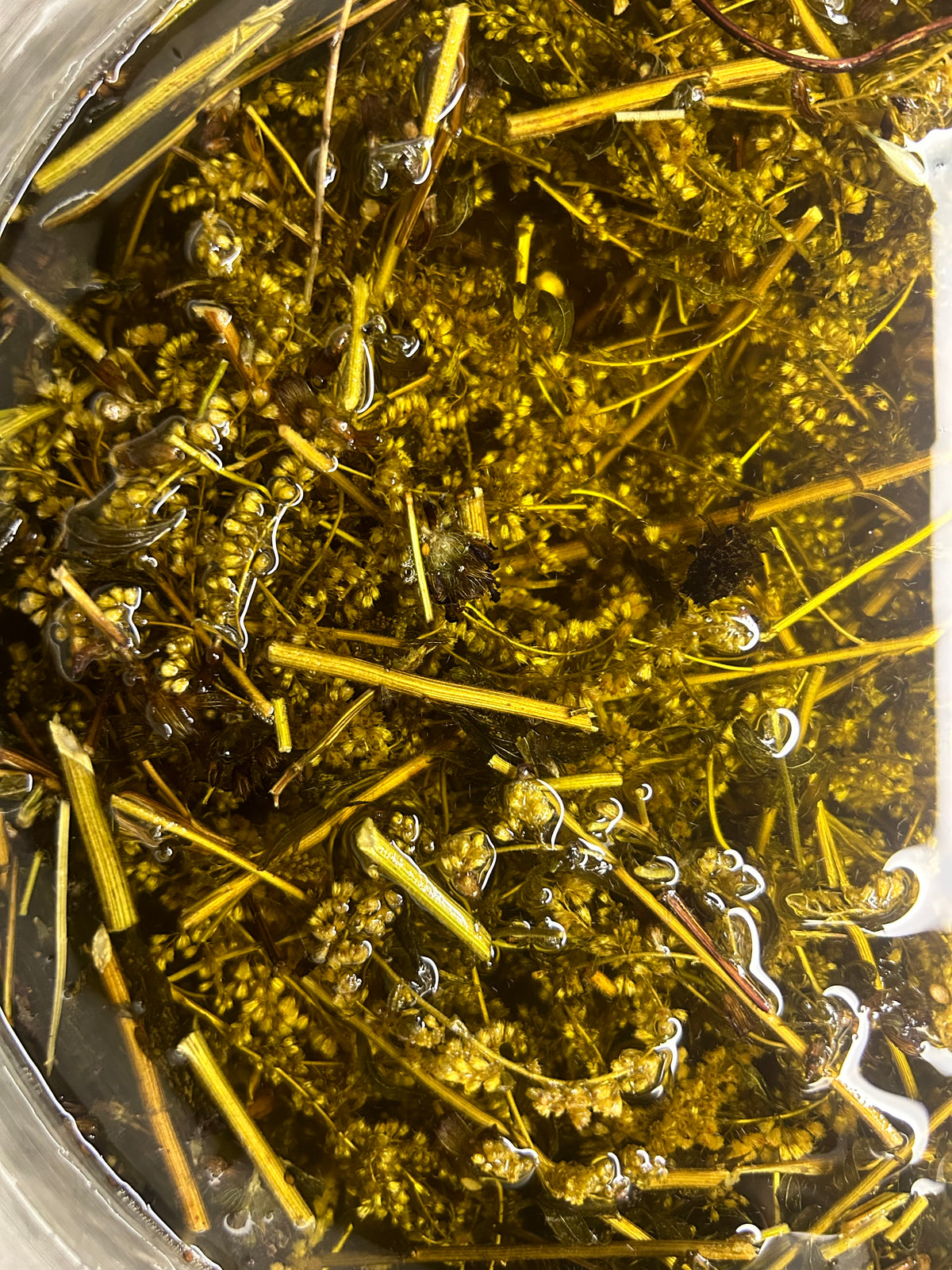 Great Golden Soothing Salve with Goldenrod, Holy Basil, and Self Heal