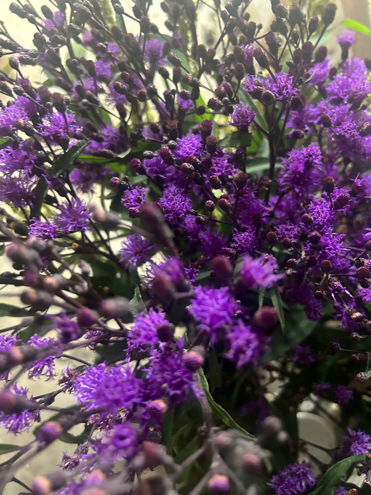 Asteraceae Tea