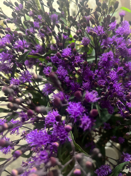 Asteraceae Tea