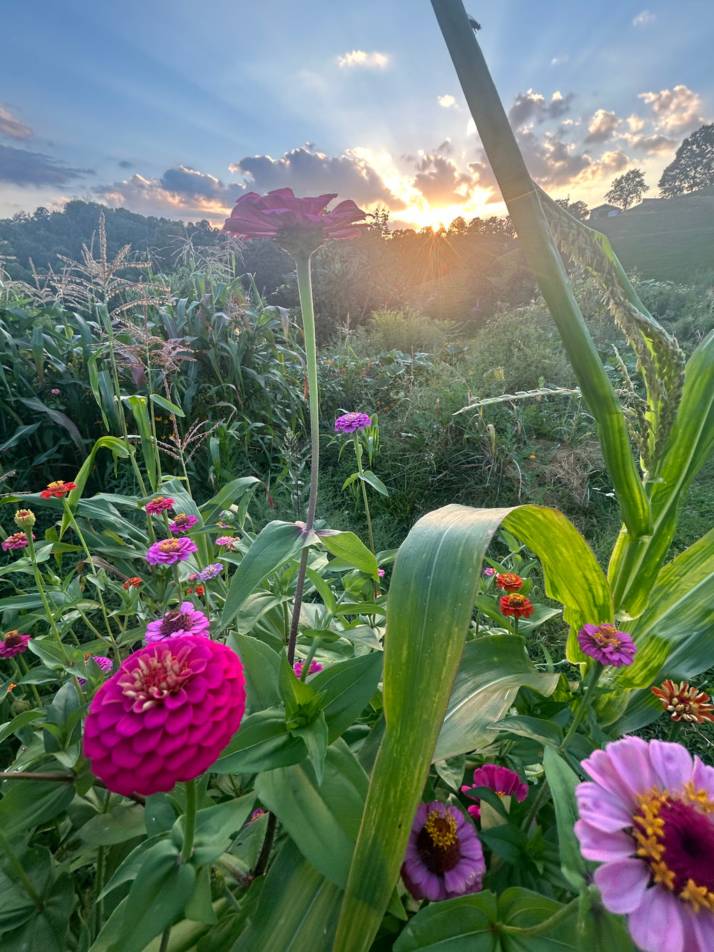 Wildflower Sugar
