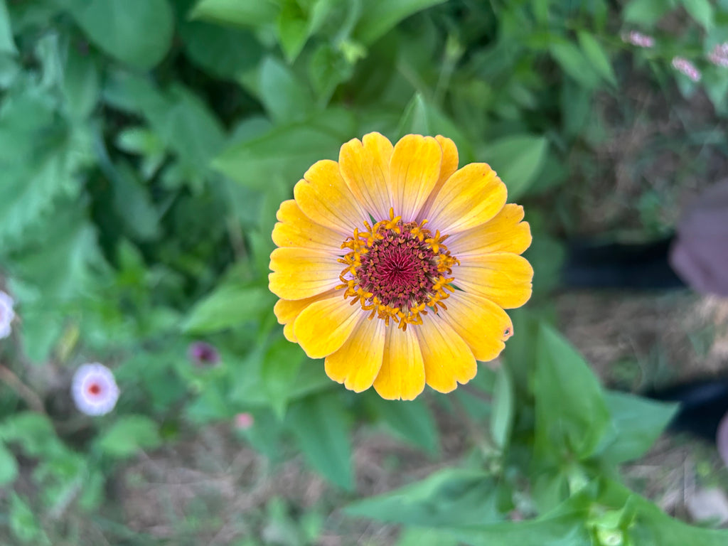 Garden Party Tea