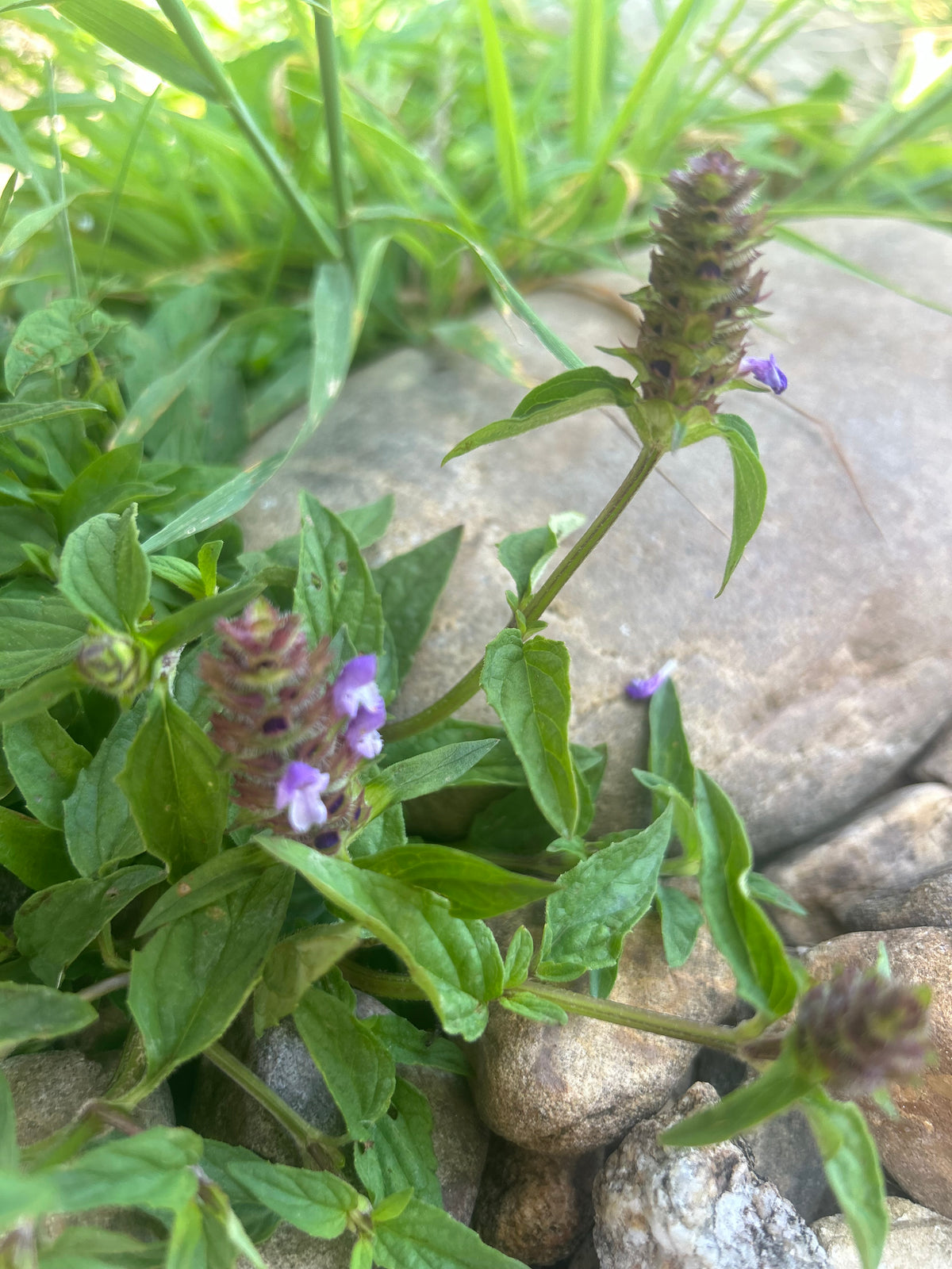 Self Heal Lip Balm