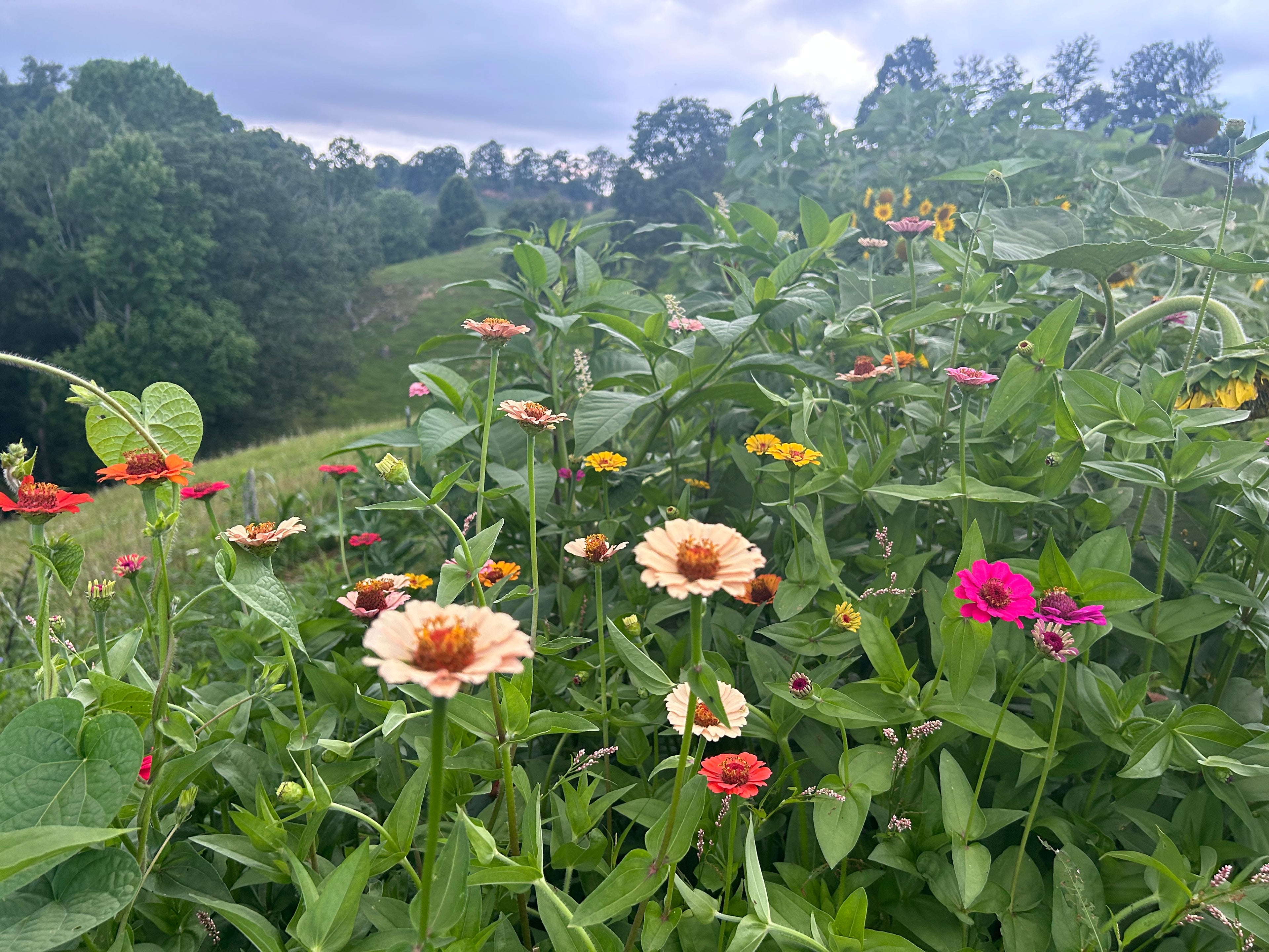 Nourishing Self Heal Tea