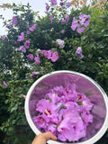 Rose of Sharon Hibiscus