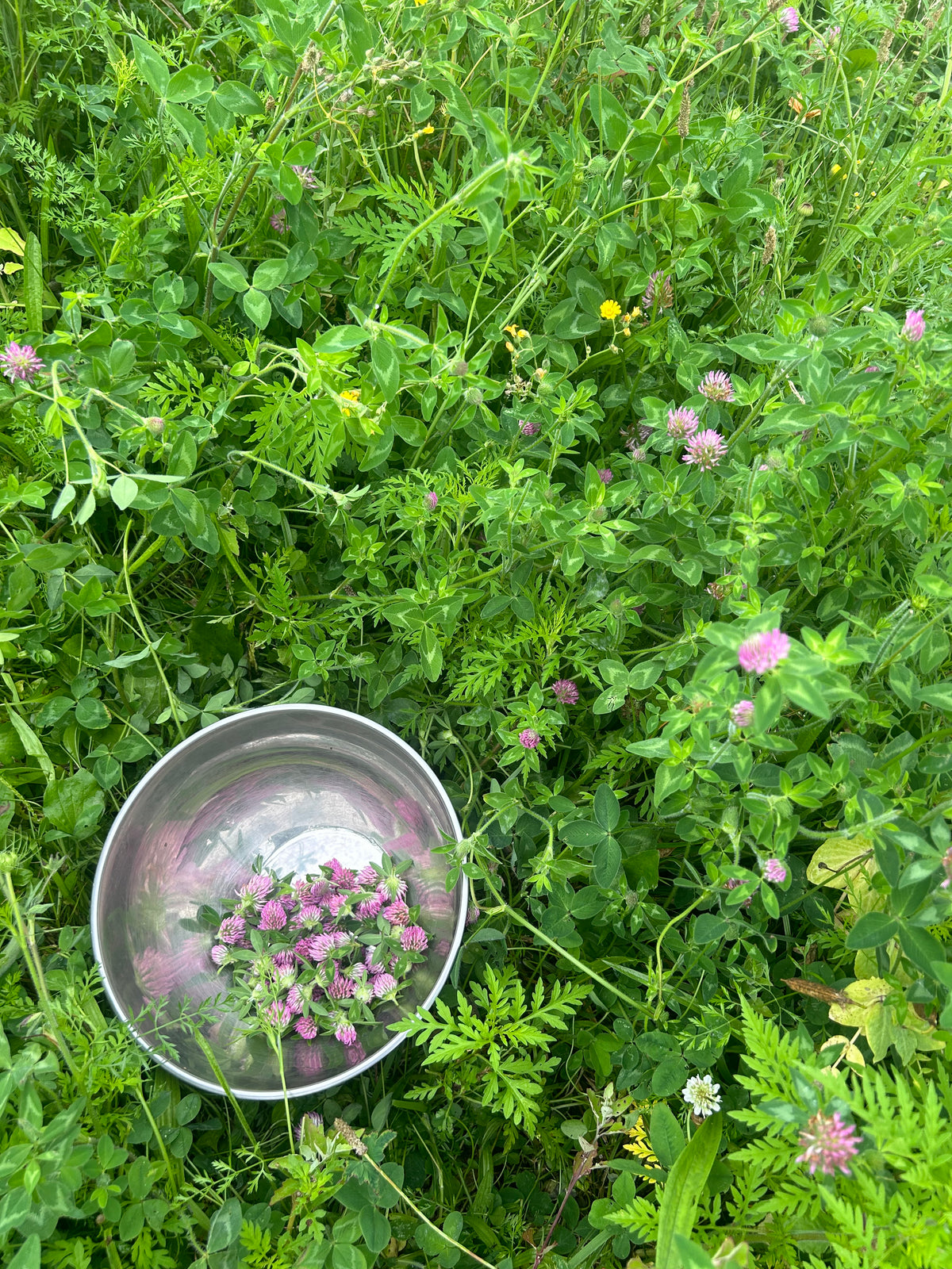 Red Clover