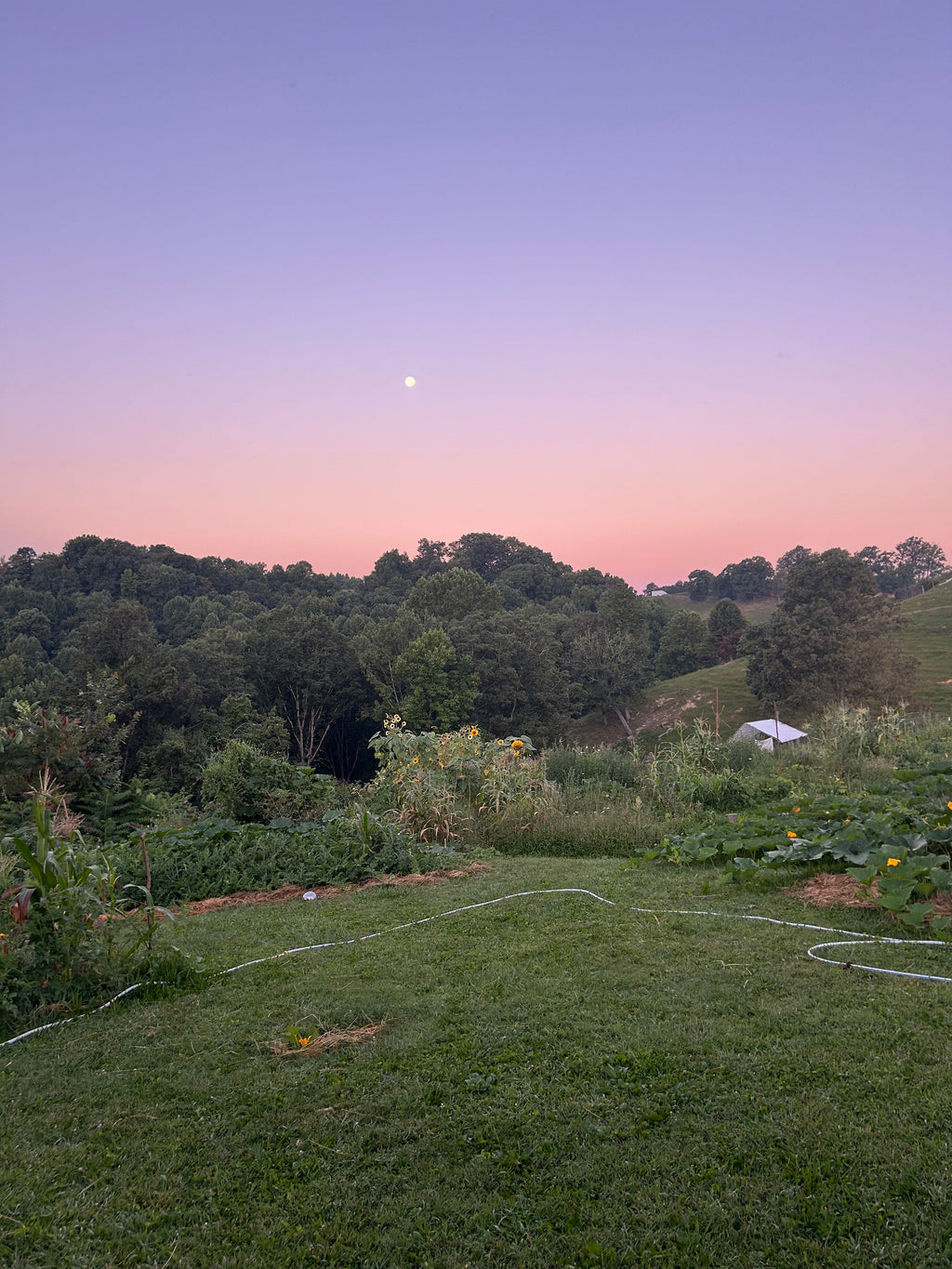 Ear Oil - Mullein Flower, Garlic and Rosemary