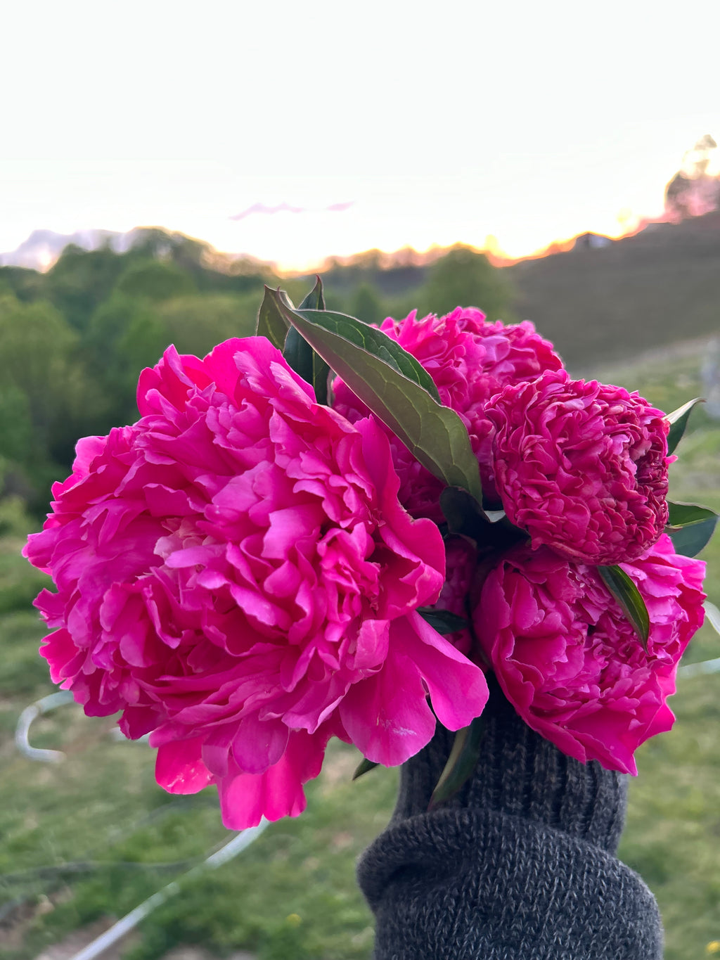 Peony Hydrosol